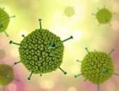 Virus nipah: hiểu đúng để 